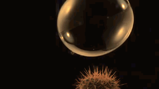 gif-bubble-cactus-slow-motion-1026025